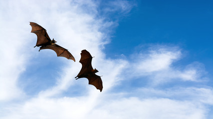 Bat silhouettes with colorful lighting - Halloween festival