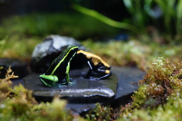 ヤドクガエル　カラフル　カエル　毒