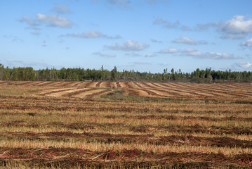 Harvest time in the country