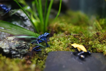 ヤドクガエル　カラフル　カエル　毒