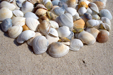Background of seashells