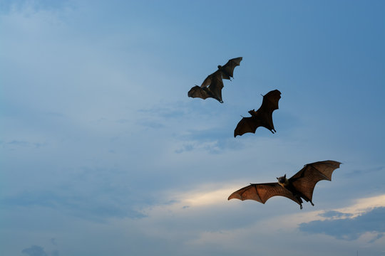 Bat flying on the sky as halloween night background