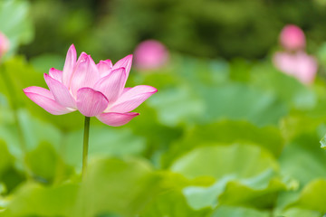 The Lotus Flower.Background is the lotus leaf and lotus flower and lotus bud and tree.