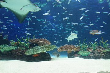 水族館 水槽 幻想的な 照明 ライトアップ 熱帯魚 Wall Mural Yuko