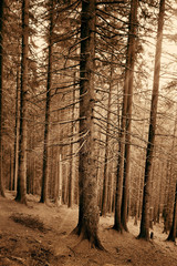Spruce forest in the mountains. Art photo in sepia.