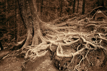 Mysterious roots of old spruce in the forest. Art photo in sepia
