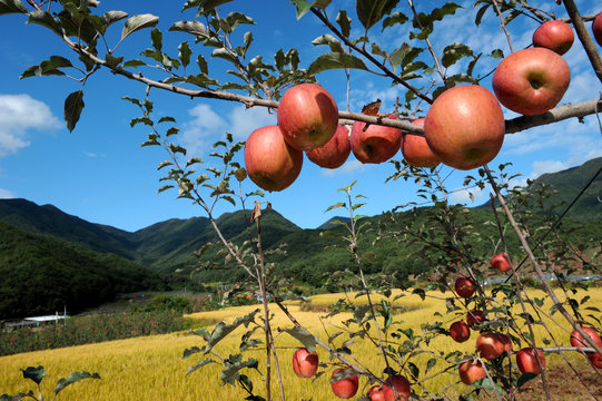 Ripening to red apple to a rich blue sky background in the field.