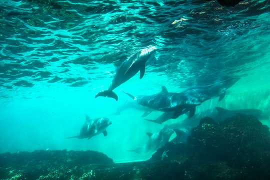 Group of dolphins swim and play in a pool. Dolphin underwater sea background.