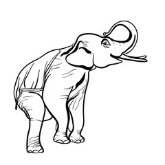 Asian elephant sketched with vector graphic.