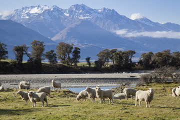 Obraz premium Sheep farm