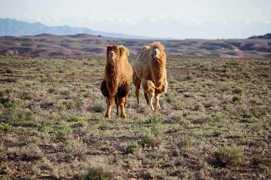 Molting brown bactrian camels in desert of National park Charyn,  Kazakhstan