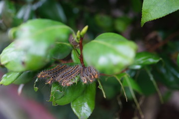 毛虫　イモ虫　害虫