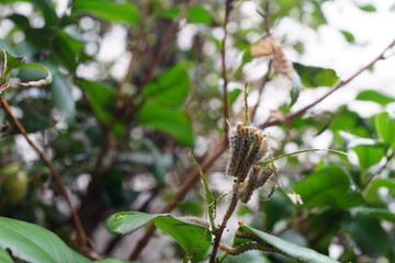 毛虫　イモ虫　害虫