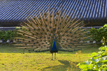 Obraz premium 광주패밀리랜드의 공작새