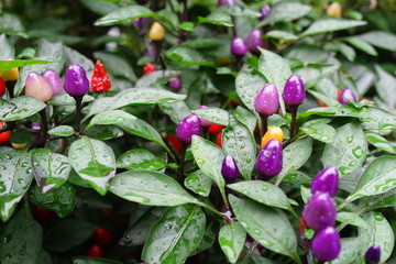 観賞用　トウガラシ　色とりどり　唐辛子　唐辛子　ししとう　グリーンペッパー　園芸