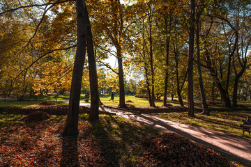 Obraz na płótnie Canvas janitors collected yellow and gold autumn leaves in heaps in the territory of the autumn park
