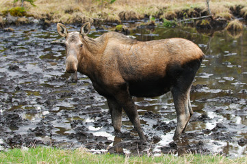 Female Moose