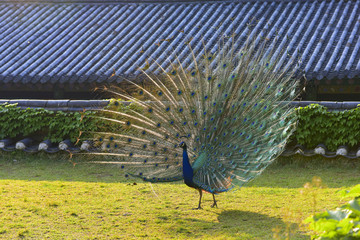 Obraz premium 광주패밀리랜드의 공작새