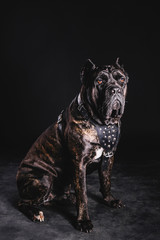a big dog on a black background