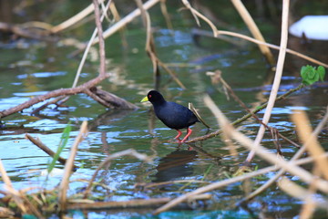 African black crake (Amaurornis flavirostra) in Uganda

