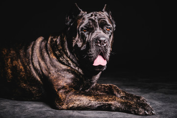 a big dog on a black background