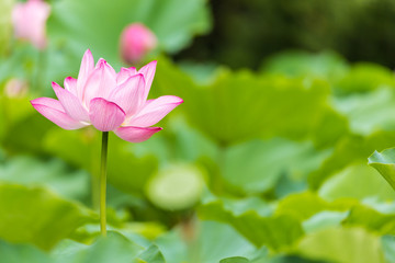 Obraz premium The Lotus Flower.Background is the lotus leaf and lotus flower and lotus bud and tree.