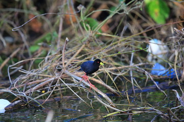 African black crake (Amaurornis flavirostra) in Uganda

