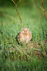 Burrowing Owl (Athene cunicularia)