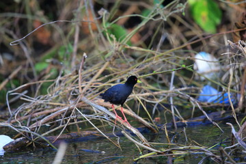 African black crake (Amaurornis flavirostra) in Uganda

