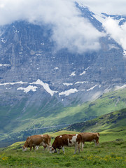 Fototapeta na wymiar Paisaje alpino en Männlichen, Suiza, rodeado de vacas con sus cencerros típicos en el verano de 2016 OLYMPUS DIGITAL CAMERA