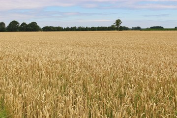 Wide flat landscape with cornfield. In the nature park Steinhuder Meer, North Germany.