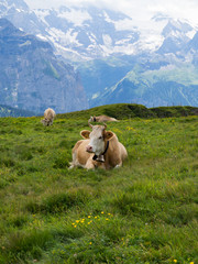 Obraz premium Paisaje alpino en Männlichen, Suiza, rodeado de vacas con sus cencerros típicos en el verano de 2016 OLYMPUS DIGITAL CAMERA