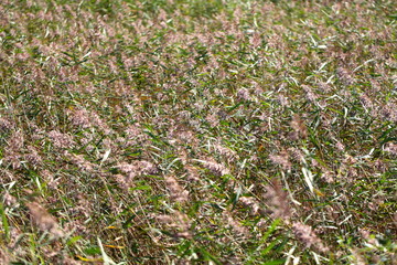 Field of reed gras