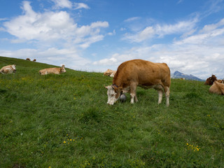 Paisaje alpino en M&auml;nnlichen , Suiza, rodeado de vacas con sus t&iacute;picos cencerros suizos, en el verano de 2016 OLYMPUS DIGITAL CAMERA
