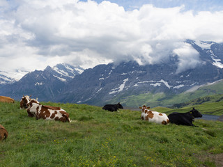 Fototapeta na wymiar Paisaje alpino en Männlichen , Suiza, rodeado de vacas con sus típicos cencerros suizos, en el verano de 2016 OLYMPUS DIGITAL CAMERA