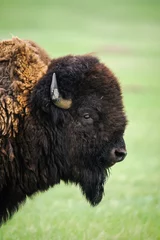 Türaufkleber Wilder Plains Bison (Bison Bison Bison) © BGSmith