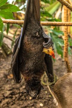 Fruit Bat While Sleeping, Wahlbergs Epauletted, Epomophorus Wahlberg, Is A Species Of Megabat Pteropodidae In The Family Who Is In South Africa.