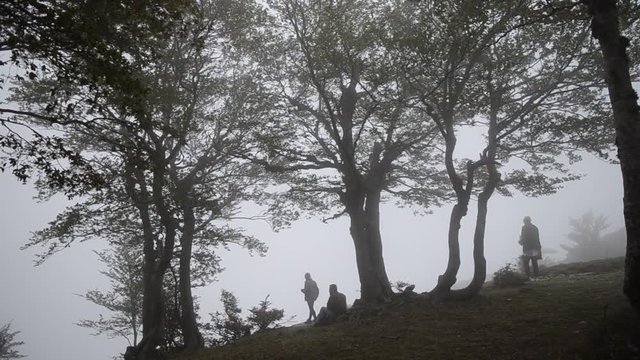 Bosco nella nebbia