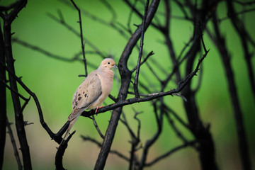 Mourning Dove (Zenaida macroura