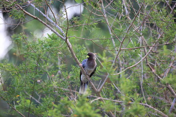Eastern plantain-eater or eastern grey plantain-eater (Crinifer zonurus) in Uganda

