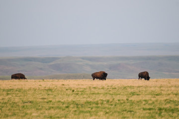 Wild Plains Bison (Bison bison bison) © BGSmith