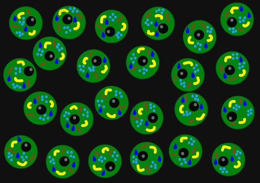 K&ouml;rperzellen, menschliche Zellen 