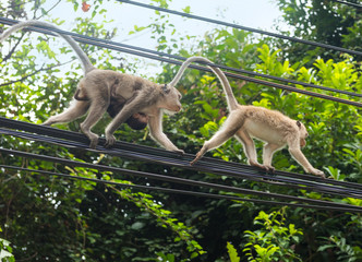Monkeys at the electrical wires of Koh Chang island, Thailand
