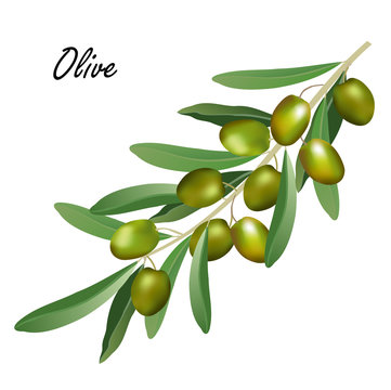 Olive branch (Olea europaea). Hand drawn realistic vector illustration of olive tree branch with leaves and green olives on white background.