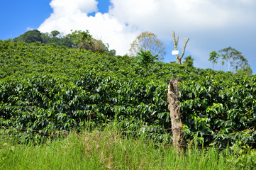 Close up of the lush green coffee trees from the plantations in the highlands of Honduras. Shallow DOF landscape