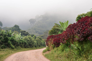 Rural road through the foggy landscapes towards the cloud forests surrounding the small village of...