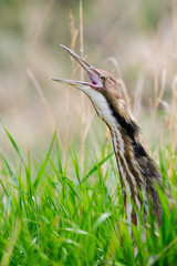 American Bittern (Botaurus lentiginosus)