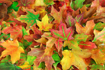 colorful autumn maple leaves background