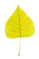 close up on single yellow leaf with leaf vein texture
