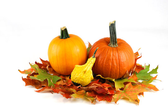 pumpkin and colorful foliage leaves isolated on white background